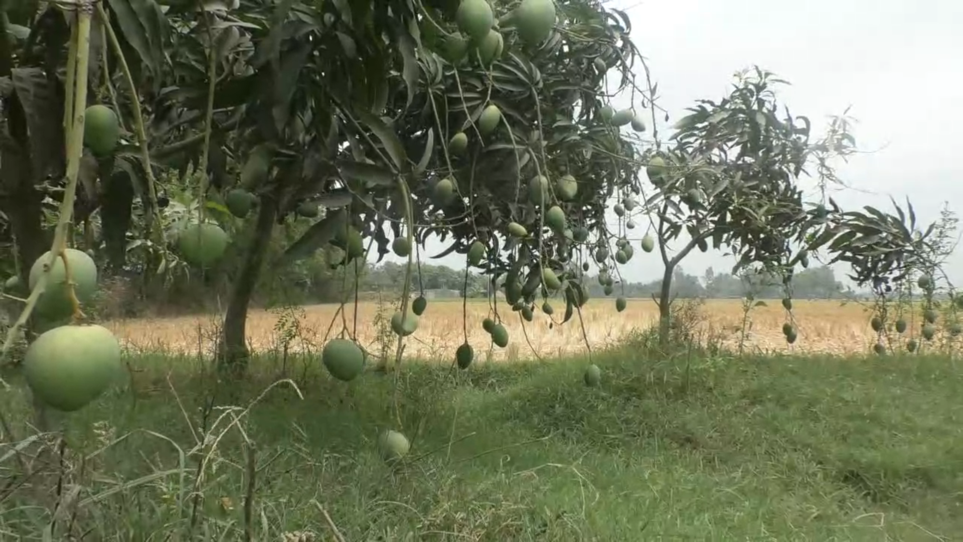 Naogaon M pic (2)