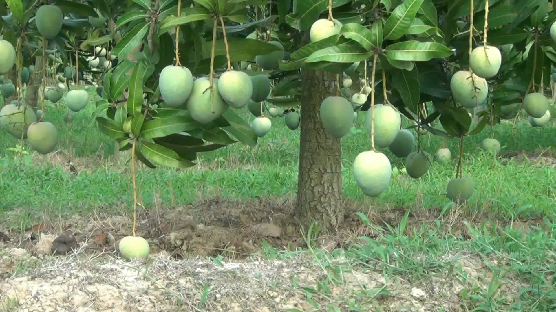 Naogaon M pic (9)