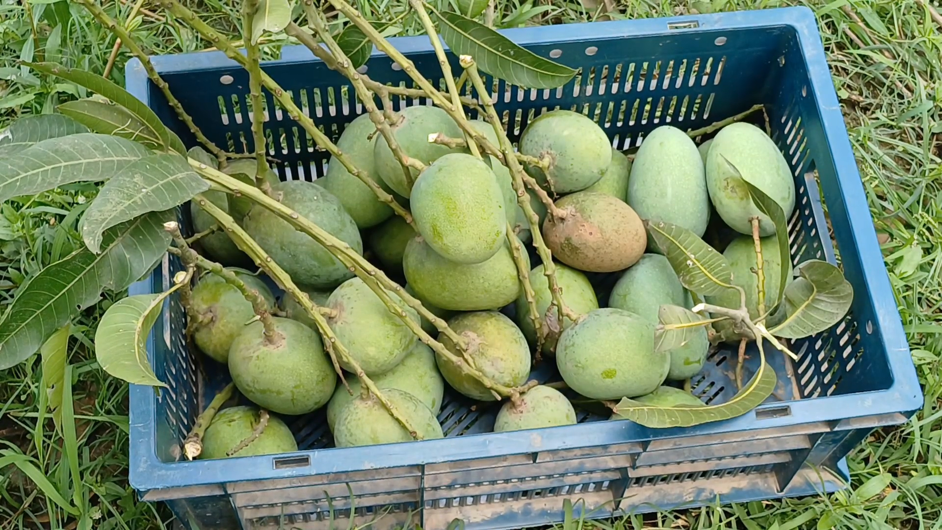 Naogaon Mango pic (11)