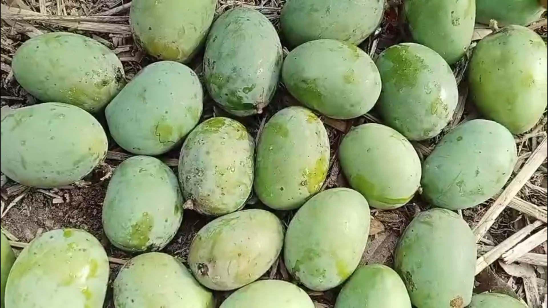 Naogaon Mango pic (2) (1)
