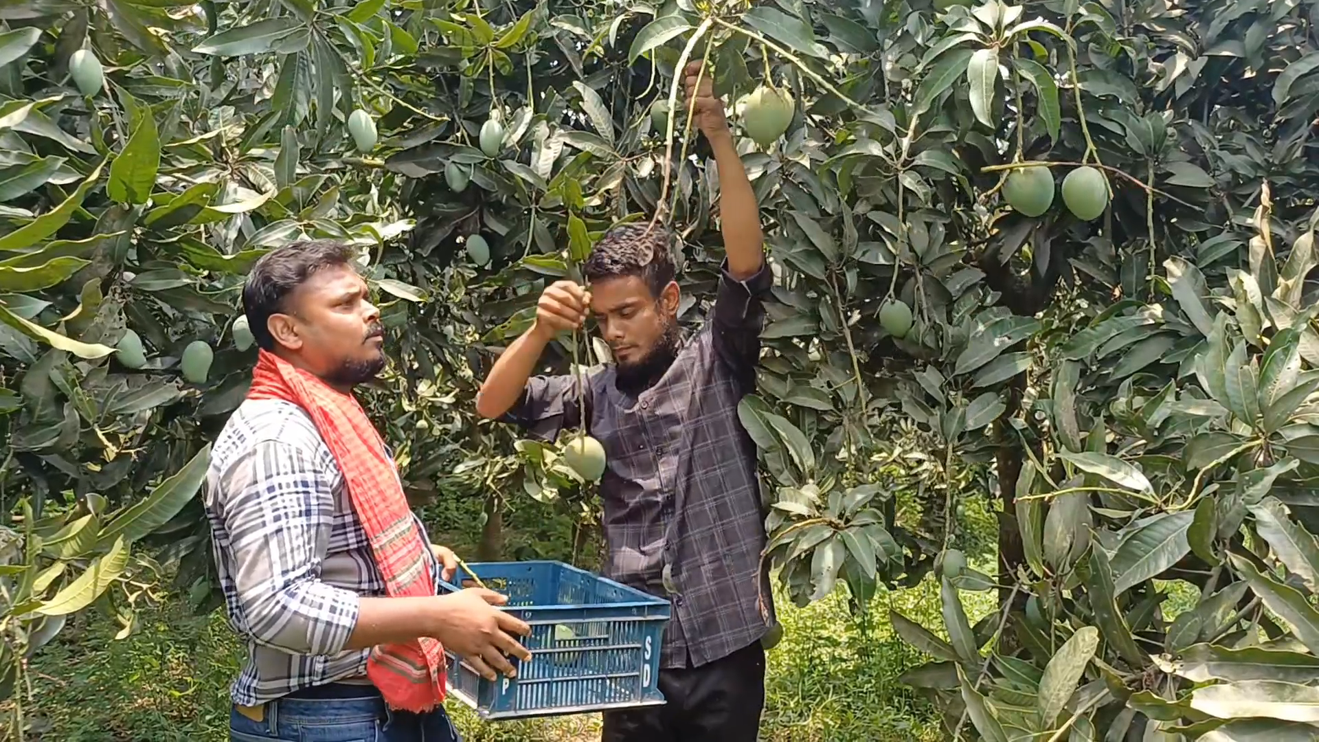 Naogaon Mango pic (5)