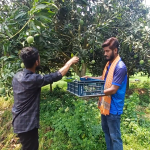 আজ ২৩ মে থেকে বাজারে এসেছে নওগাঁর সুমিষ্ট আম