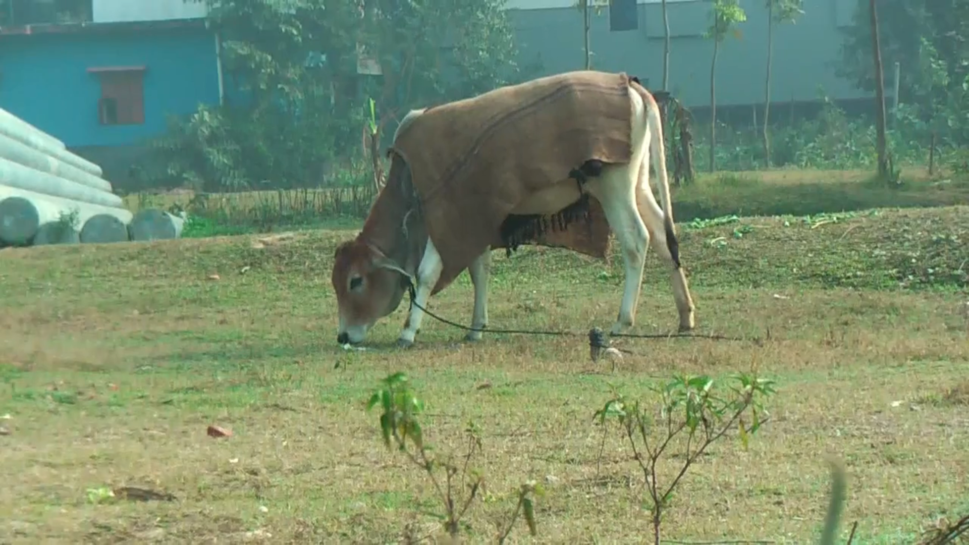 Naogaon Winter pic (4)